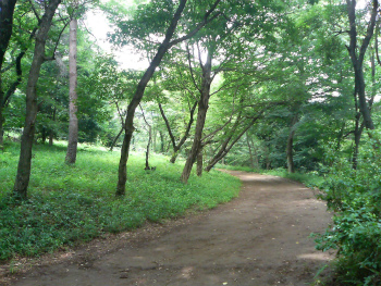 仙元山公園
