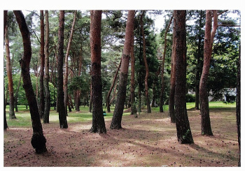 武蔵野の赤松林が残る東洋大学大越庭園