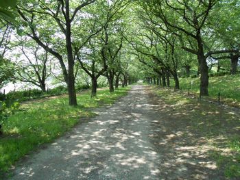 権現堂桜堤