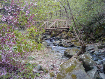 あしがくぼ山の花道