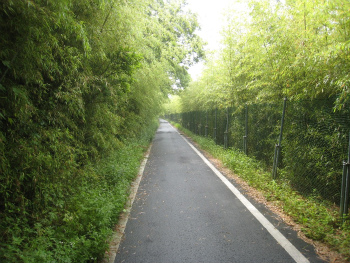 荒川自転車道羽根倉橋北側の竹林