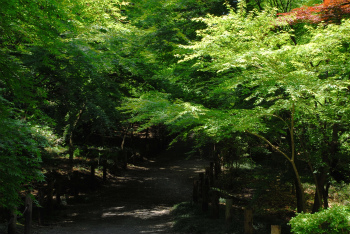 平林寺境内林