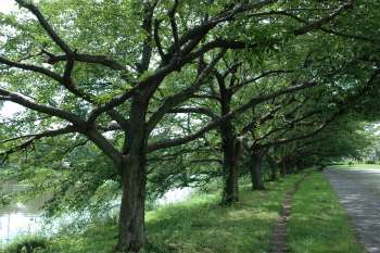 元荒川（宮前橋）沿いの桜並木