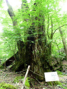 西沢の大カツラ