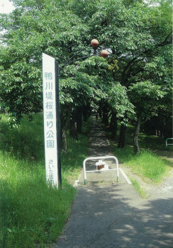 鴨川堤さくら通り公園