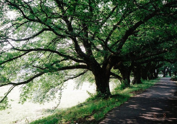 越谷市元荒川第5公園～2キロの左岸