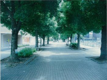 くすのき通り及び西近隣公園付近遊歩道